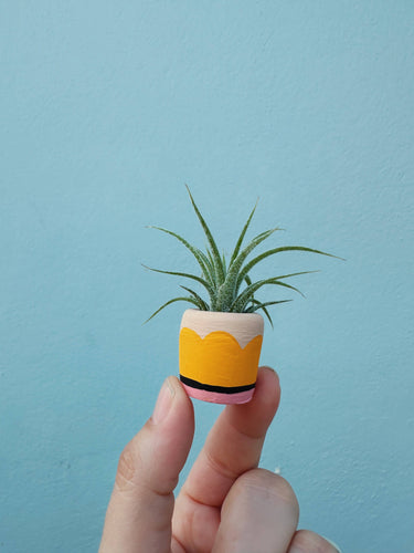 #2 Pencil Mini Planter and Air Plant